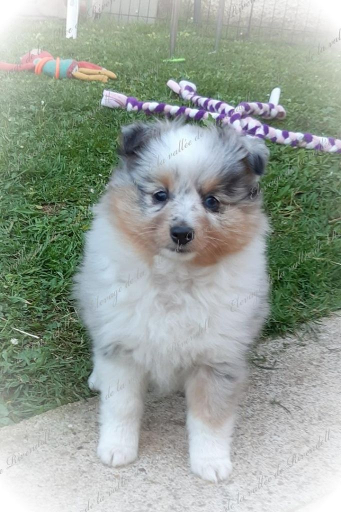 chiot Shetland Sheepdog De La Vallée De Rivendell