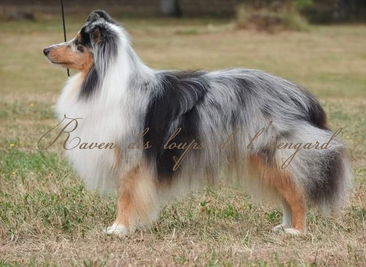 Raven des loups de l'isengard