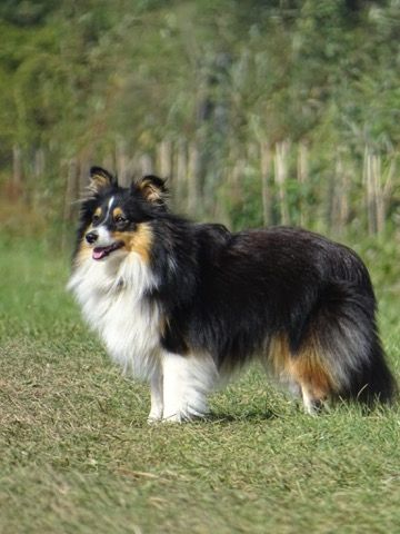 Tiamo milky De La Vallée De Rivendell