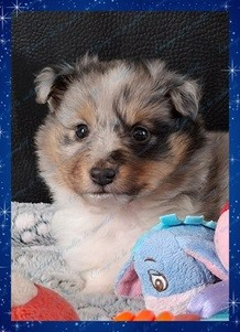 De La Vallée De Rivendell - Chiots disponibles - Shetland Sheepdog